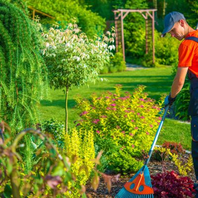 Raking in the Garden. Gardener with Rake at Work. Backyard Garden Summer Clean Up.